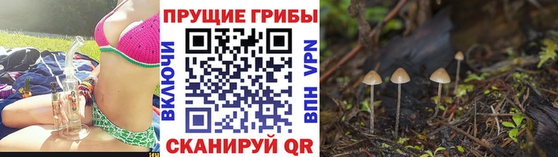 Псилоцибиновые грибы ЛСД  Южа 